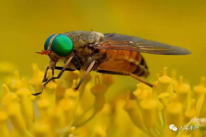 看昆虫各式“大嘴”如何吞天吞地~
