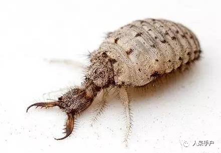 看昆虫各式“大嘴”如何吞天吞地~