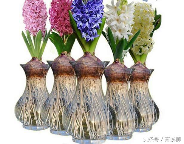 水培葡萄风信子烂根,水培风信子如何处理