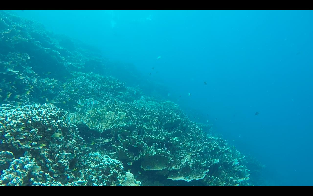 帕劳旅行攻略大全图文,帕劳旅行攻略图文大全