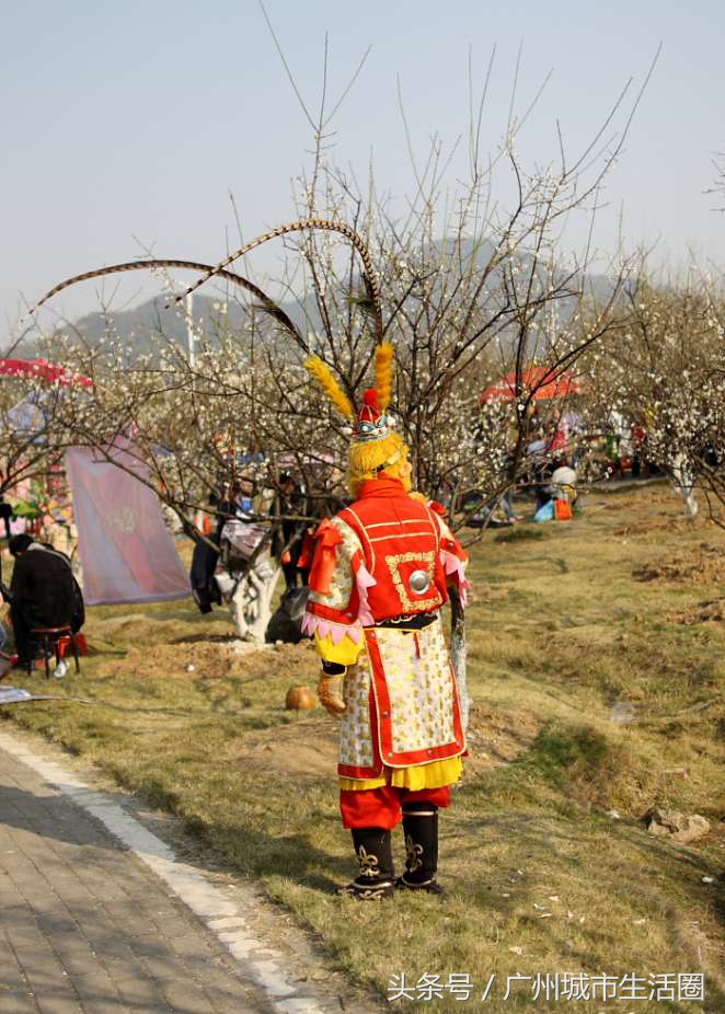 从化石门香雪公园梅花,萝岗香雪公园梅花