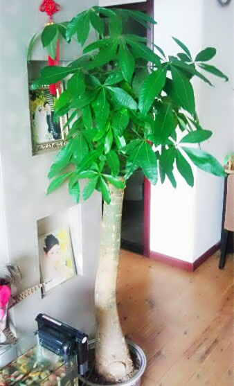 死了的发财树怎么养才能活,快枯萎的发财树怎么样能养好