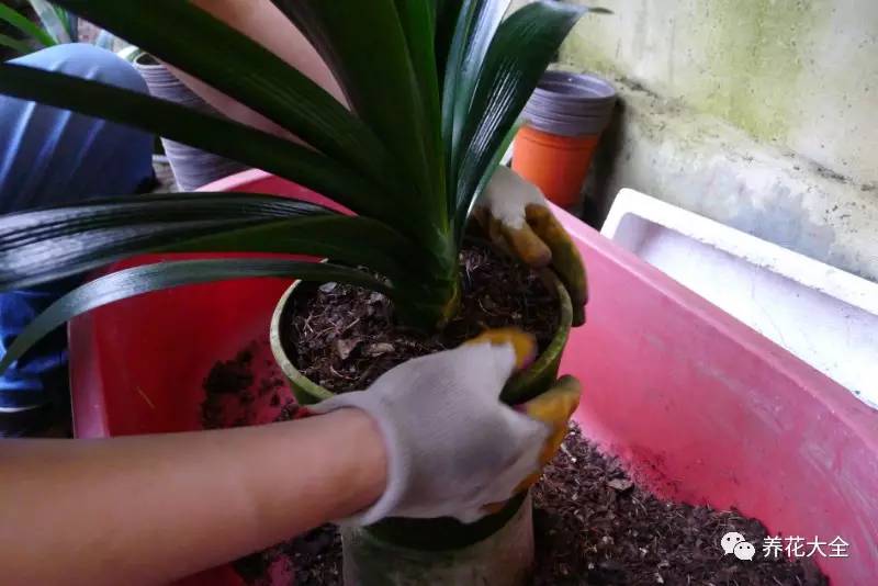 别人家的君子兰,君子兰没长出来就开花了怎么回事