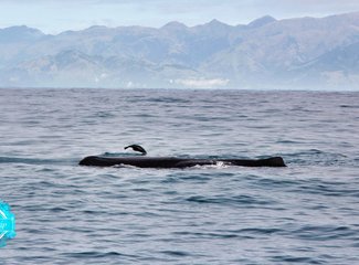 「2016.10RaesTriptoNewZealand」11日初次南半球之纽西兰