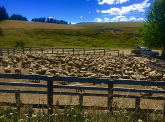 新西兰南岛自驾游景色,新西兰南岛跳伞攻略