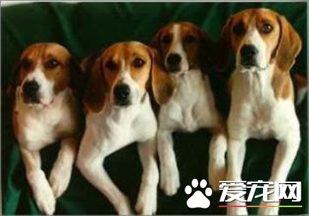 哈利犬与哈士奇犬的区别,哈利犬和比格犬的后代