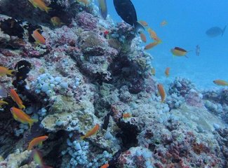 马尔代夫旅行回忆,马尔代夫经济型岛屿