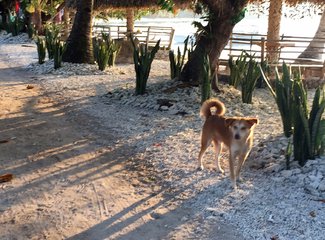 150831粉色沙滩黎牙实比马荣火山ATV香港