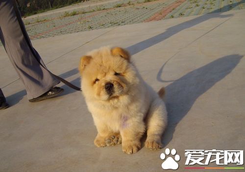 松狮犬如何饲养视频,松狮犬的喂养方法和注意事项