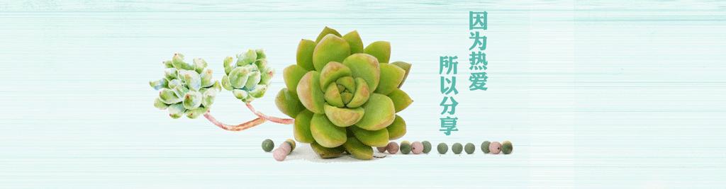 桃美人奶酪老桩多肉,桃美人可以养成绿色的吗