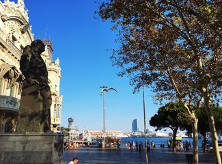 法兰西板鸭,板鸭西班牙语