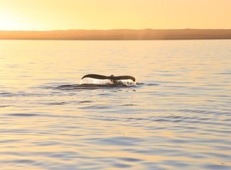 西澳珊瑚海岸3700公里自驾：卡尔巴里-猴子米娅-珊瑚湾-宁加洛珊瑚礁！