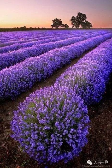 新年赏国花,世界各地最美的国花