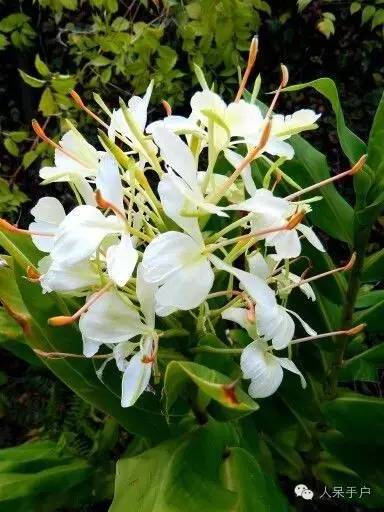 涓浗鍥借姳澶ц祻鍥剧墖,鍥借姳澶ц祻浜氭床鍥剧墖