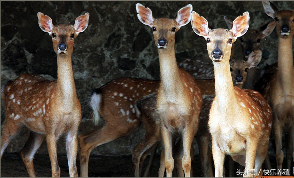 现在养鹿前景怎么样梅花鹿好养吗,梅花鹿养殖10问农村养鹿技术