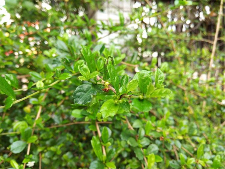 360n4s骁龙版缺点,360n4s骁龙版体验详情