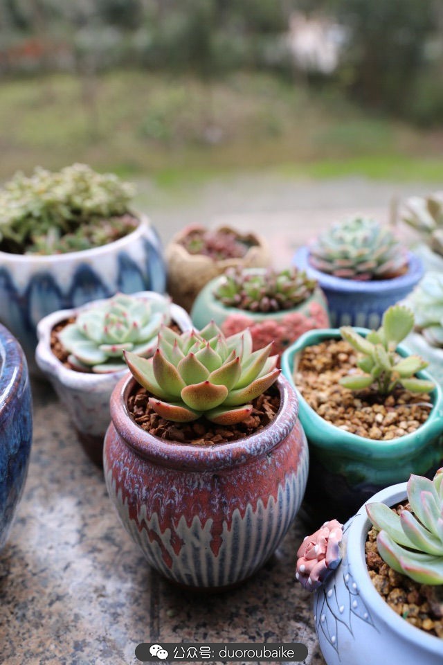 新手种植多肉植物教程,爱生活爱养花花卉绿植养护小知识