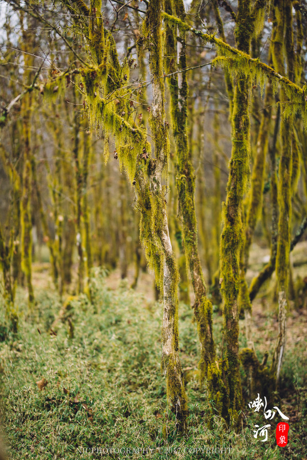 「成都躲霾攻略」喇叭河的圣诞奇缘