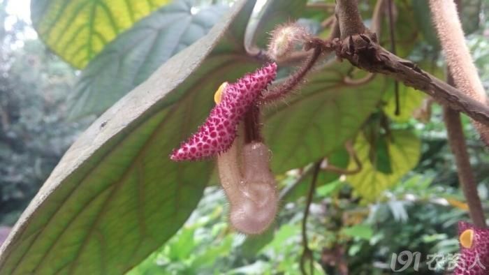 什么草活血止痛,地里常见的中草药