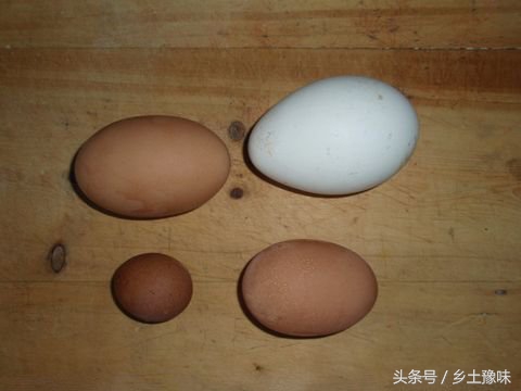 老母鸡下了一个笨鸡蛋,老母鸡下的蛋拿走了影响抱窝吗