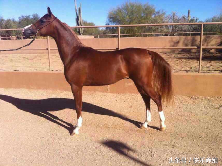 养马日常怎么赚钱,养马靠旅游怎么赚钱