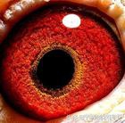 鸽子眼怎么区分明和暗,鸽子眼基本结构讲解