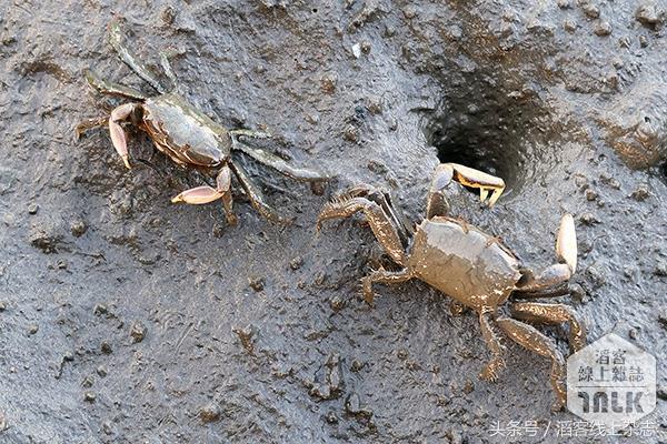 夕阳下的湿地美景,冬日下的湿地公园美如画