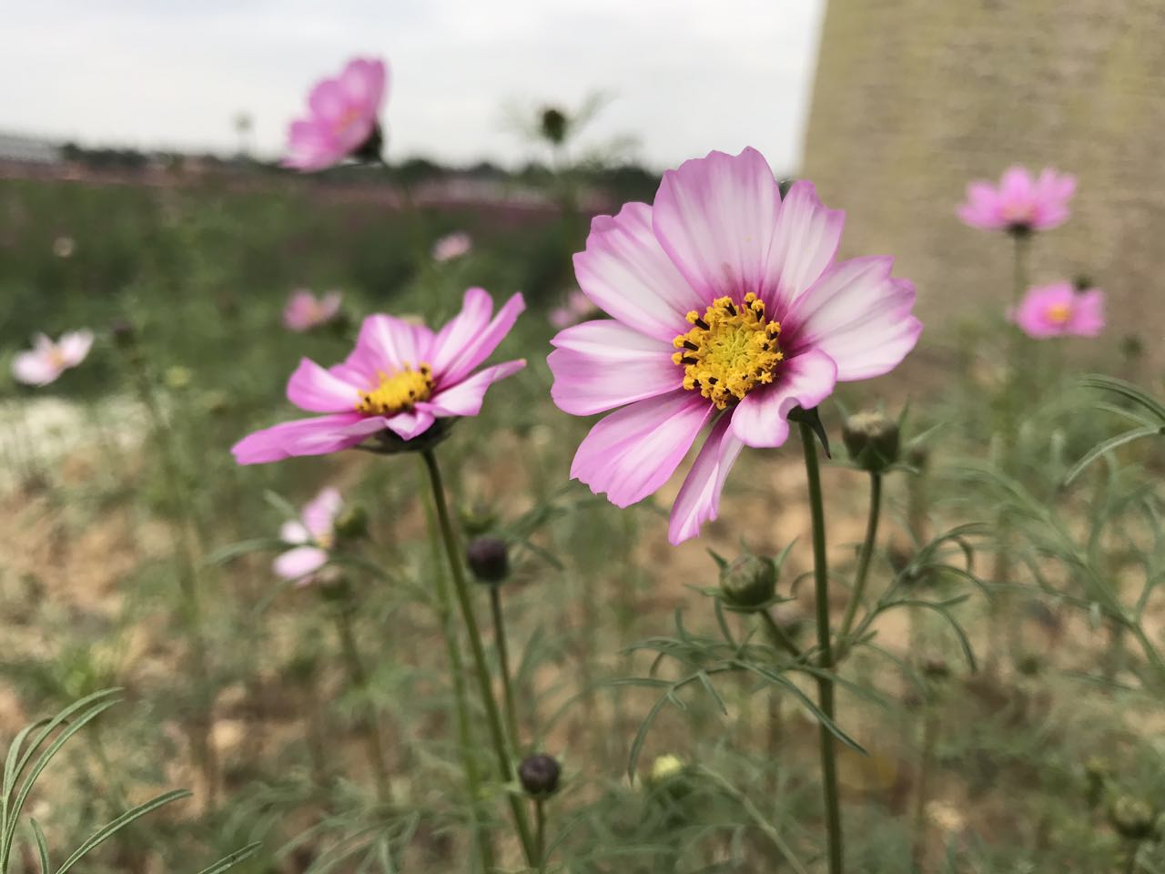 里水梦里水乡百花园免费,里水梦里水乡百花园白天美景
