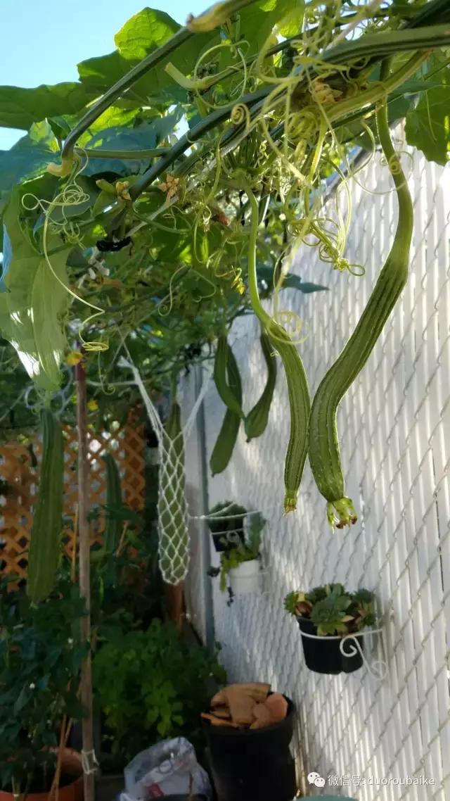 养多肉人发的朋友圈,养肉者们分享的多肉视频