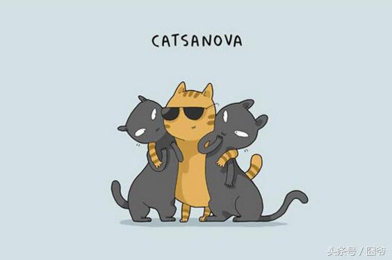 铲屎官要注意小猫咪的一些行为,铲屎官的猫都是什么品种图