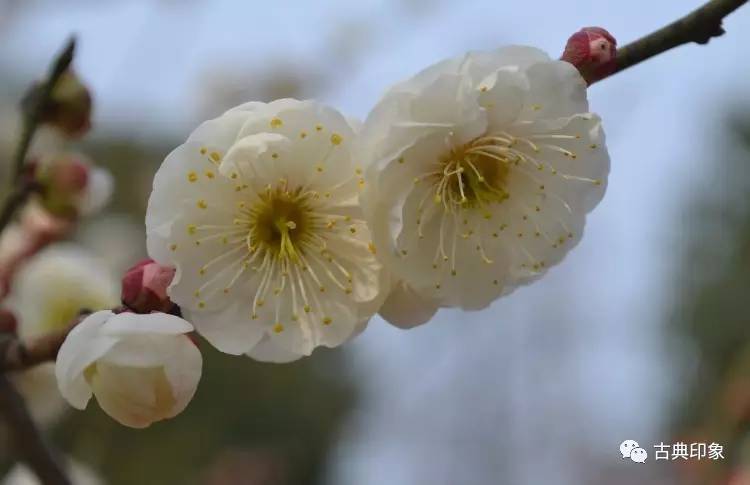 青江梅花香雪海,香雪海梅花国画