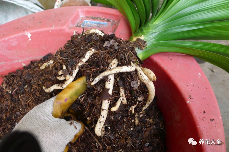 别人家的君子兰,君子兰没长出来就开花了怎么回事