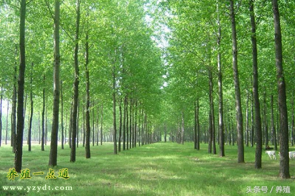 十种树叶养兔可部分替代饲料,哪种牧草养兔长得快最有效