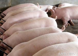 从猪喘的观察开始说起