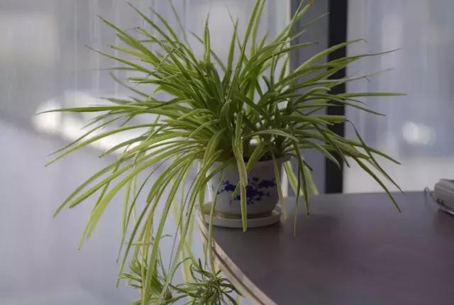 办公室桌面好养活的绿植,最适合办公室养的植物