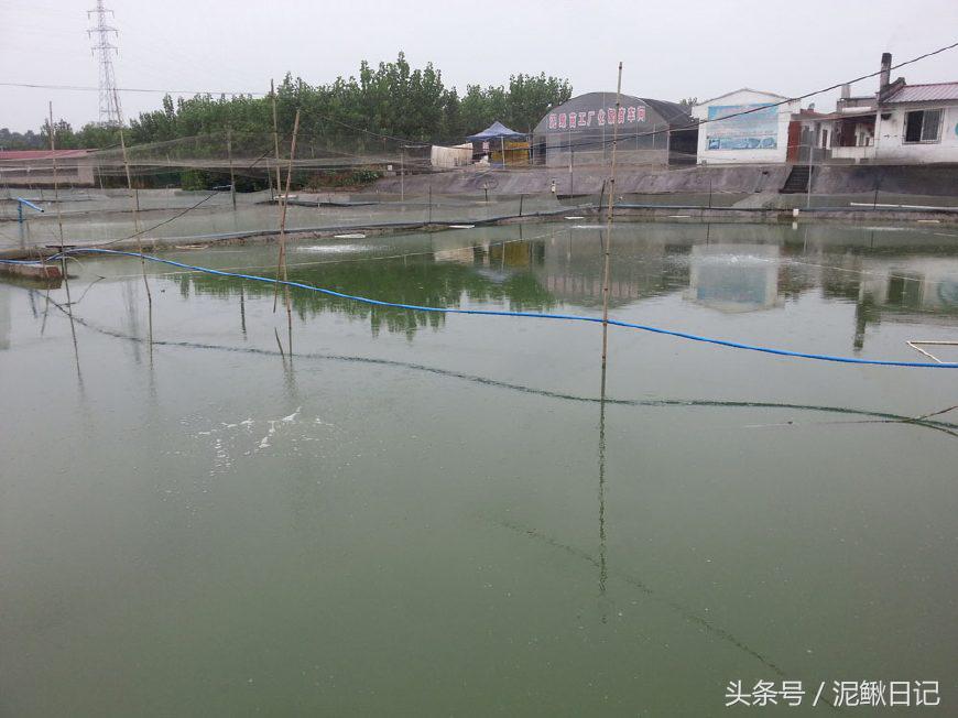 泥鳅养殖技术与养殖方法图解大全,泥鳅养殖技巧与方法