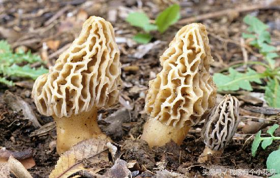 食用菌蘑菇种植技术发展史,食用菌蘑菇叫什么