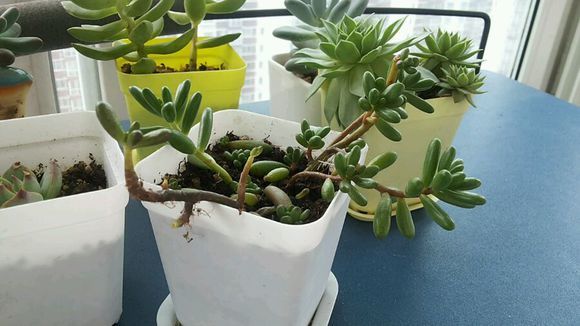 如何改变多肉徒长,多肉徒长怎么救