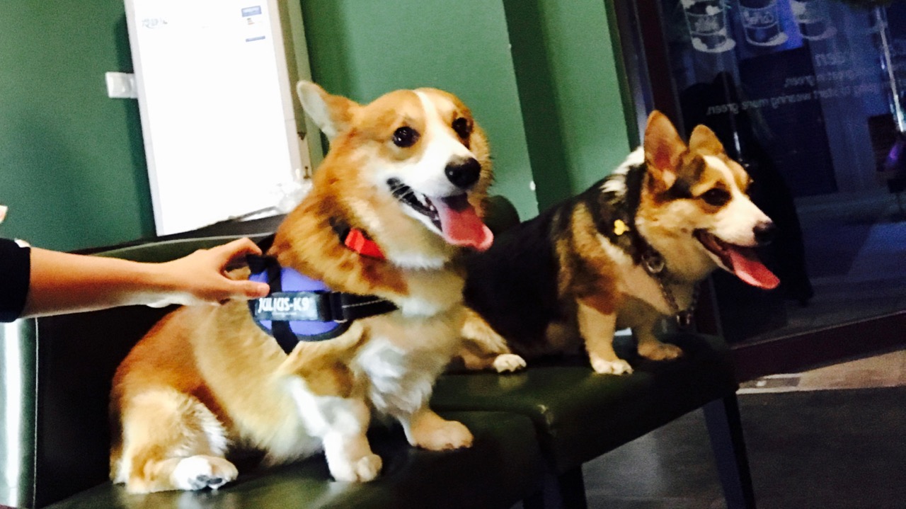 短腿男神蹭吃蹭喝欢乐多，“贱”装出席女票的生日派对