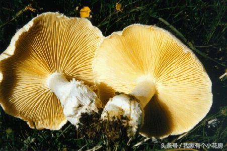 食用菌蘑菇种植技术发展史,食用菌蘑菇叫什么