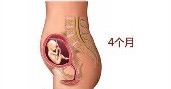 孕10周胎儿发育正常流褐色分泌物,第10周胎儿发育图片