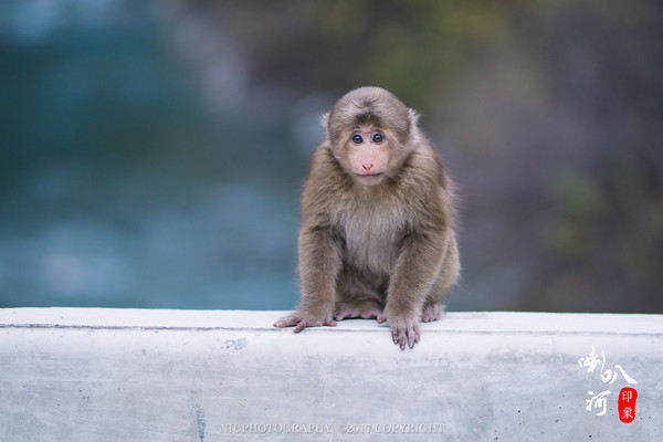 「成都躲霾攻略」喇叭河的圣诞奇缘