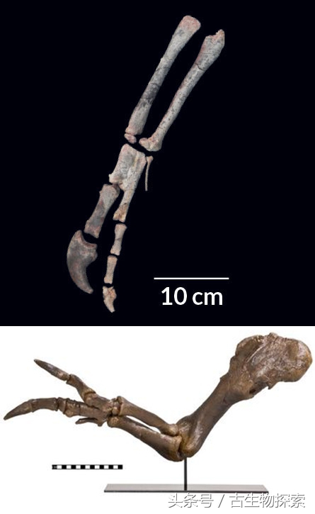 2021年神兽大全,1-8世代神兽盘点