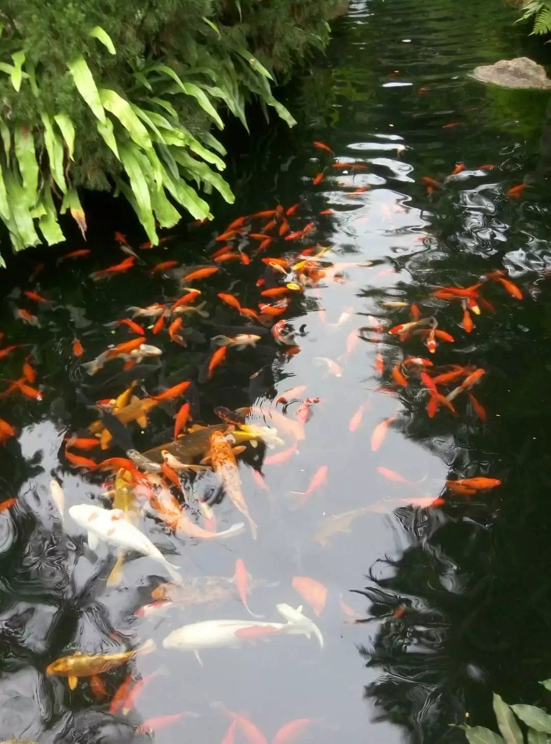 深圳青青世界酒店,深圳青青世界旅游大全