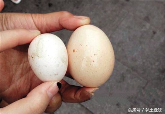 老母鸡下了一个笨鸡蛋,老母鸡下的蛋拿走了影响抱窝吗