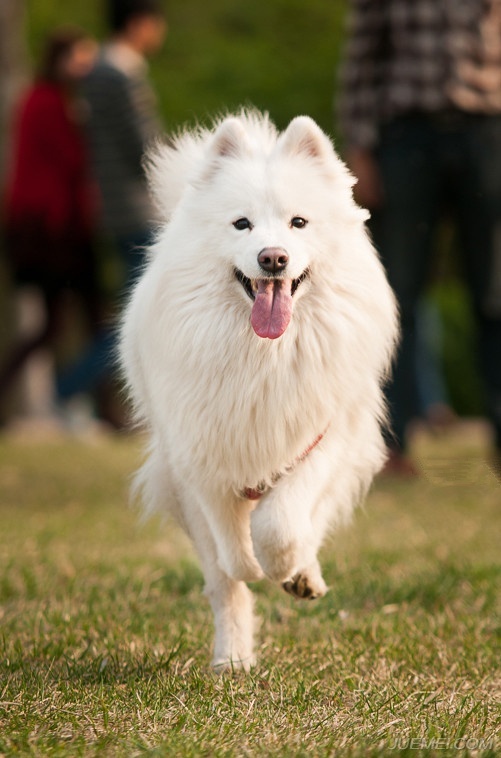 萨摩耶的正确喂养方法,幼狗怎么喂养萨摩耶犬
