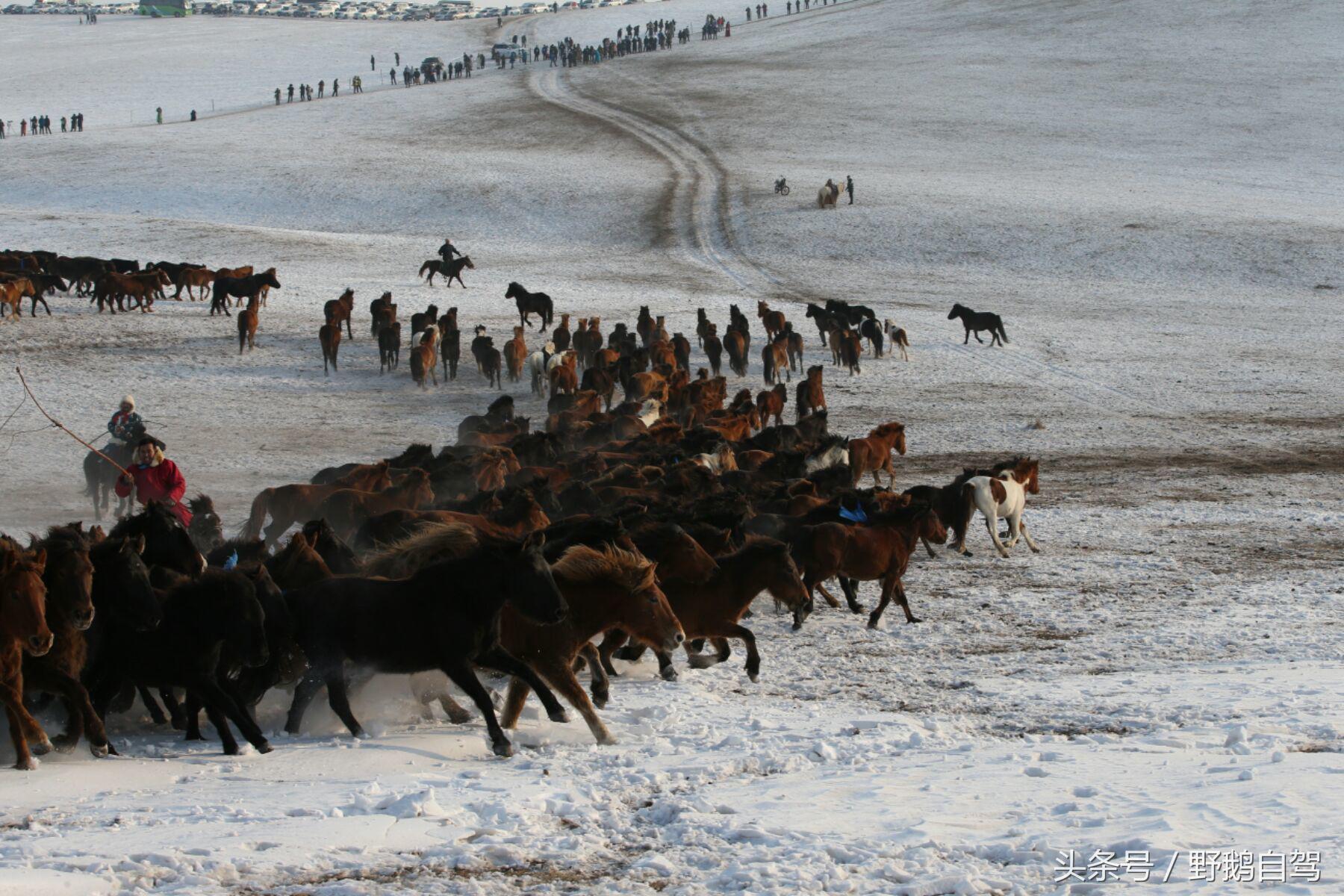 锡林郭勒盟那达慕自驾攻略,锡林郭勒冰雪那达慕完整版
