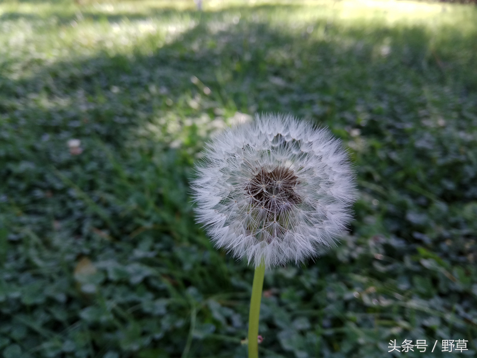 吴秀波刘诗诗刘昊然代言红米,红米广告刘诗诗吴秀波刘昊然