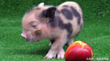 母猪生小猪没有奶水！怎么办？