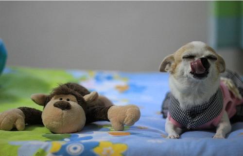 狗狗拉黑色的屎什么原因,狗狗拉黑色稀便是什么原因